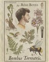 Rémi Boyes dans Bombus Terrestris - Lablascène