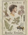 Rémi Boyes dans Bombus Terrestris - Palais de la Mutualité - Salle Edouard Herriot