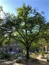 Visite guidée : L'histoire des arbres de Paris - Métro Saint Paul