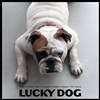 Lucky Dog - A L'Apostrophe