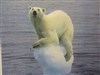 Sous la glace - Théâtre de Chelles
