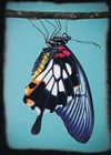 Butterfly - IVT International Visual Théâtre