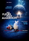 Des fleurs pour Algernon - Théâtre du Roi René - Salle du Roi
