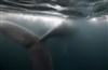 La réponse de la baleine à bosse - Atelier du plateau