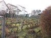 Visite d'une vigne, rencontre avec un vigneron passionné & dégustation - Vignes de Suresnes