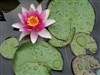 Le lotus aux milles pétales - Galerie de l'entrepôt