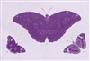 Butterfly ou l'effet papillon - Théâtre 95