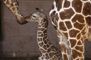 Visite guidée au jardin des plantes : Exposition sur la véritable histoire de la girafe Zarafa | par Elodie Lerner Jardin des plantes Affiche