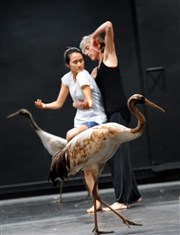 Luc Petton | Light Bird Chaillot - Thtre National de la Danse / Salle Jean Vilar Affiche