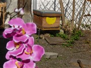 Rencontre avec des apiculteurs, découverte du miel et des abeilles Mtro Barbs Rochechouart Affiche