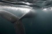 La réponse de la baleine à bosse Atelier du plateau Affiche