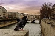 Visite guidée : La faune de Paris | Par Philippe Ney Gare d'Austerlitz Affiche