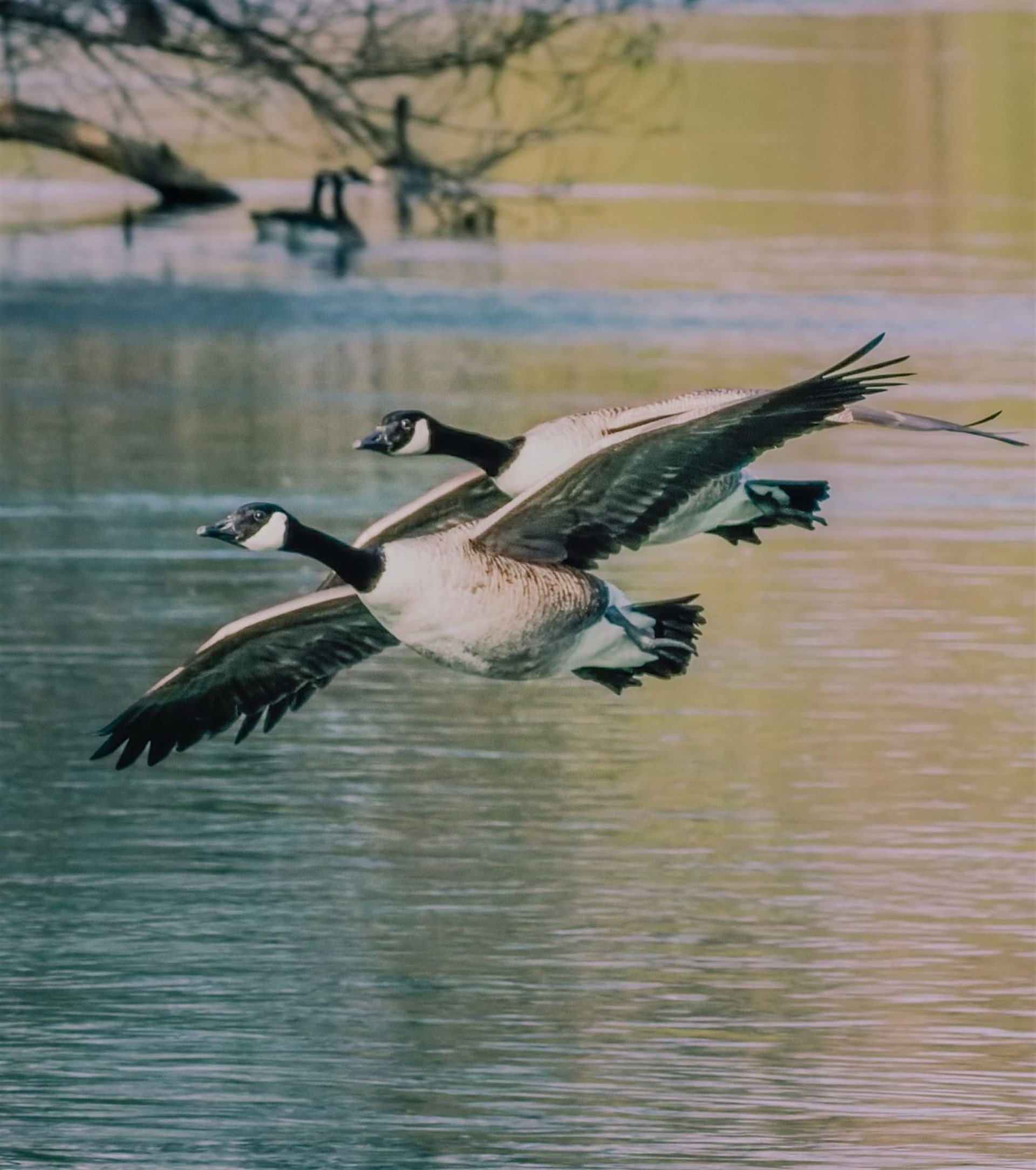 Rallye photos en autonomie : Les animaux ailés de Maisons-Laffitte par Balade-toi