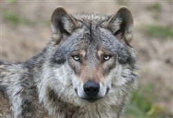 Affiche de Plus peur du loup