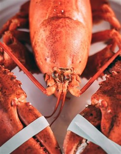 Affiche de Lettre au père