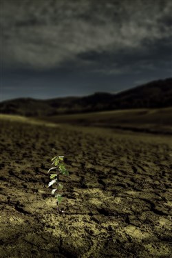 Affiche de L'homme qui plantait des arbres
