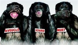 Affiche de Les bonobos