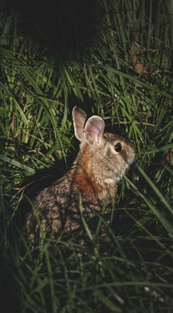 Affiche de La chasse au lapin