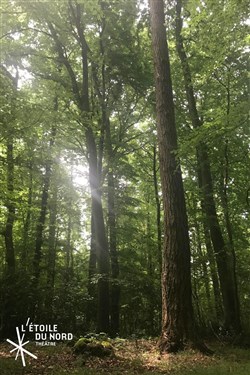 Affiche de Nous étions la forêt
