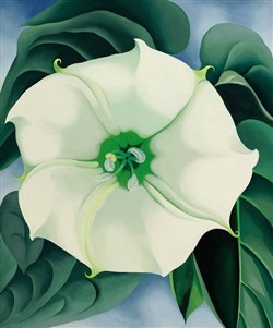Affiche de Visite guidée : Rétrospective Georgia O'Keeffe | par Loetitia Mathou