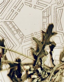 Affiche de Citadelle