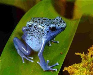 Affiche de La grenouille bleue