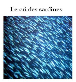 Affiche de Le Cri des sardines | Halle Venice Gosnat