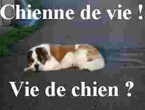 Affiche de Chienne de vie ! Vie de chien ?