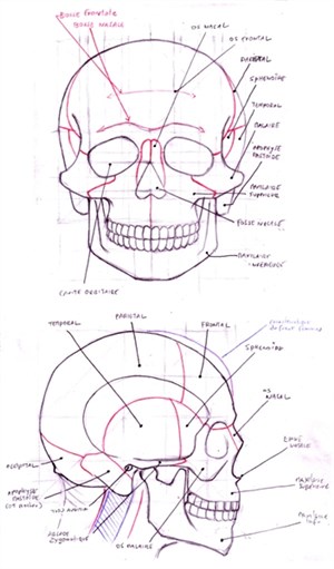 Affiche de Morphologie servant le dessin