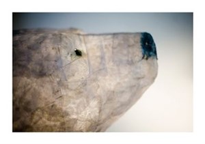 Affiche de Louise/ Les ours