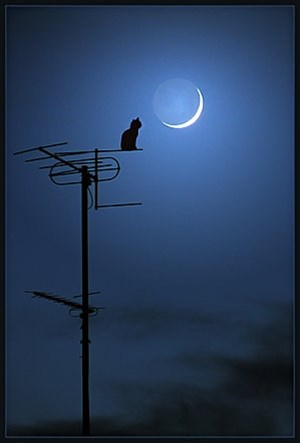 Affiche de Chat gris de nuit