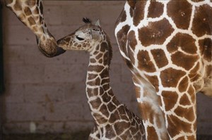 Affiche de Visite guidée au jardin des plantes : Exposition sur la véritable histoire de la girafe Zarafa | par Elodie Lerner