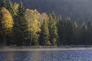 Affiche de Vosges, l'appel de la forêt