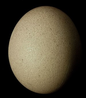 Affiche de Naissance d'un chef d'oeuvre