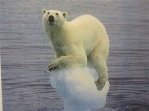 Affiche de Sous la glace