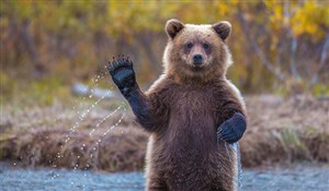 Affiche de Conférence dérapante : l'ours à bras-le-corps