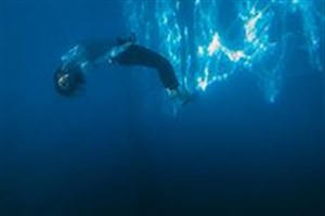 Affiche de Whales