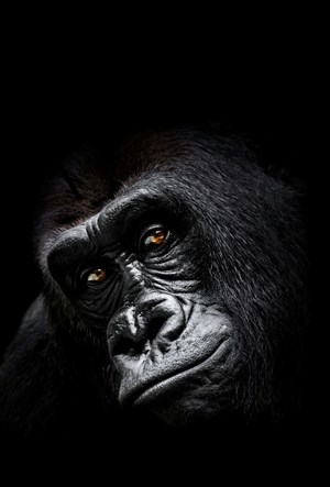 Affiche de Les singes aussi s'ennuient le dimanche