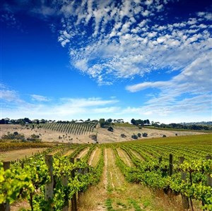 Affiche de Atelier dégustation : les grands vins du sud
