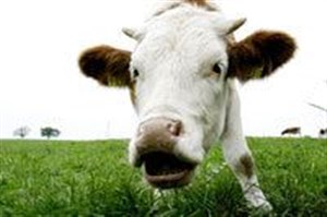 Affiche de La vie l'amour les vaches