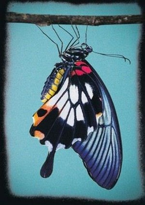 Affiche de Butterfly