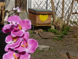 Affiche de Rencontre avec des apiculteurs, découverte du miel et des abeilles