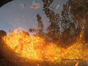 Affiche de Alchimie : le Feu secret des Sages