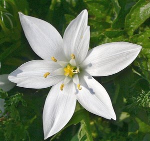 Affiche de Harmonisez vos émotions avec les fleurs de Bach