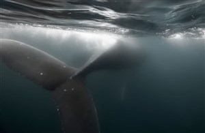 Affiche de La réponse de la baleine à bosse