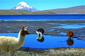 Affiche de Balades autour du monde : Bolivie-Chili flânerie Andine