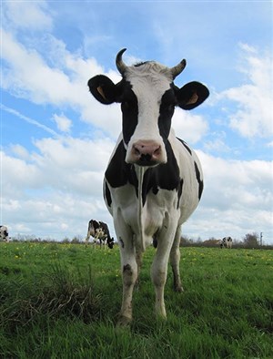 Affiche de Balthazar Naturel présente Cow on Mars | #JazzDeDemain