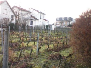 Affiche de Visite d'une vigne, rencontre avec un vigneron passionné & dégustation