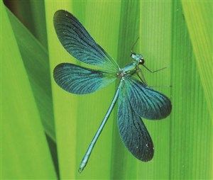 Affiche de Les petites bêtes de l'herbe