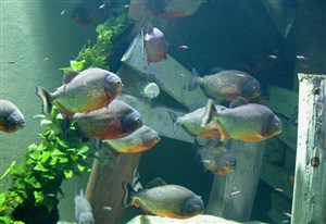 Affiche de Aquarium de Lyon